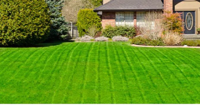 Lawn