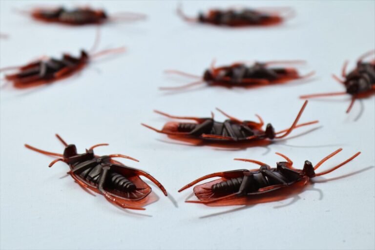 Pest Proofing
